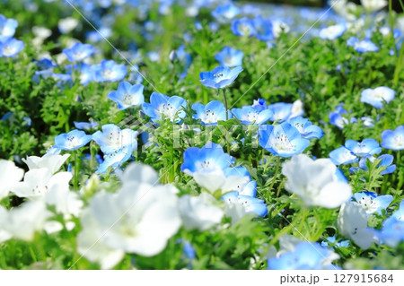 ネモフィラの花が咲き誇る公園 127915684