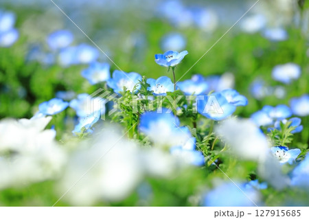 ネモフィラの花が咲き誇る公園 127915685