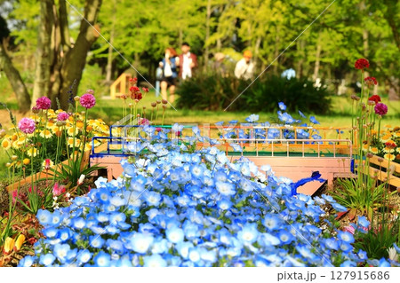 ネモフィラの花が咲き誇る公園 127915686