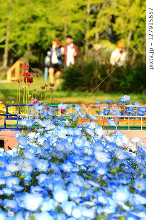 ネモフィラの花が咲き誇る公園 ネモフィラの花が咲き誇る公園 127915687