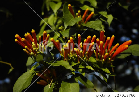 温室の植物 127915760