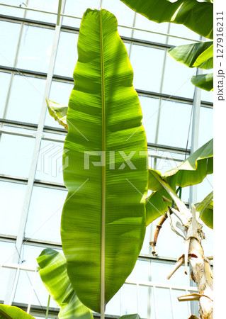 温室から眺める青空 127916211