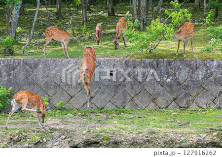 奈良公園の鹿 荒池園地 奈良公園の鹿 荒池園地 127916262