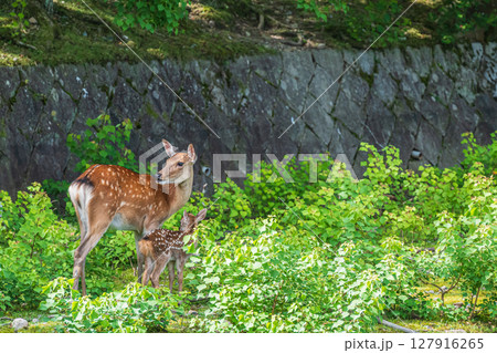 鹿の親子　奈良公園荒池園地 127916265