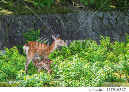 鹿の親子 奈良公園荒池園地 鹿の親子 奈良公園荒池園地 127916267