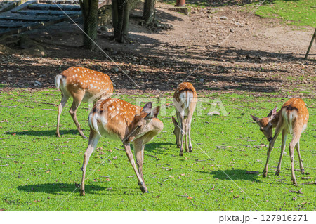 草を食べる鹿 奈良公園荒池園地 草を食べる鹿 奈良公園荒池園地 127916271