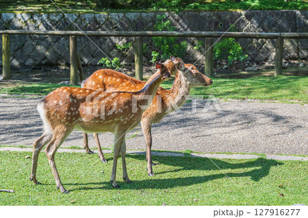 仲間の毛づくろいをする鹿　奈良公園荒池園地 127916277