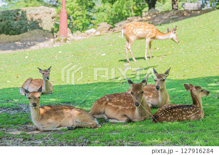 木陰でくつろぐ鹿の群れ 奈良公園荒池園地 木陰でくつろぐ鹿の群れ 奈良公園荒池園地 127916284