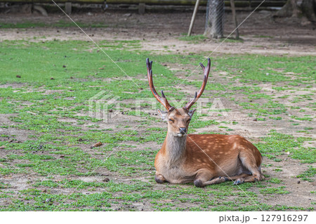 奈良公園の鹿（オス）　奈良市 127916297