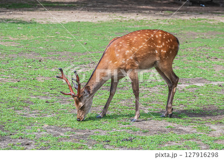 草を食べる鹿（オス）　奈良市奈良公園 127916298