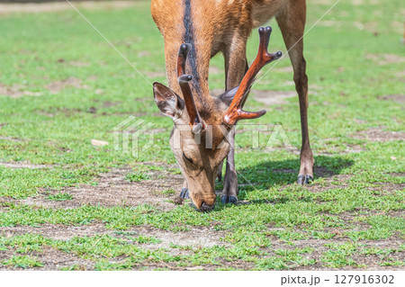 草を食べる鹿(オス) 奈良市奈良公園 草を食べる鹿(オス) 奈良市奈良公園 127916302