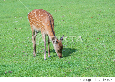 草を食べる鹿（メス）　奈良市奈良公園 127916307