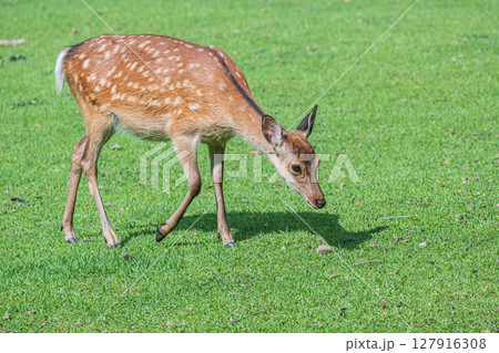 奈良公園の鹿（メス）　奈良市 127916308