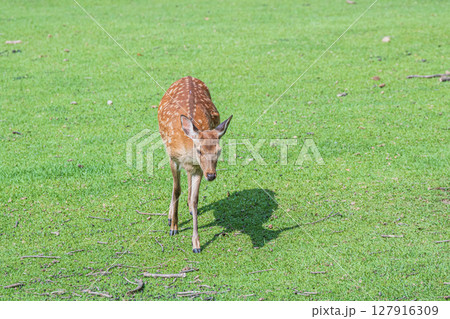 奈良公園の鹿（メス）　奈良市 127916309