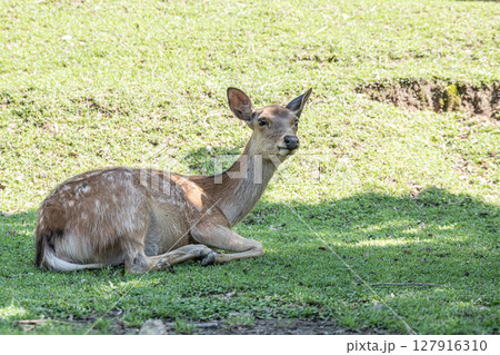 木陰にすわる鹿　奈良公園荒池園地 127916310