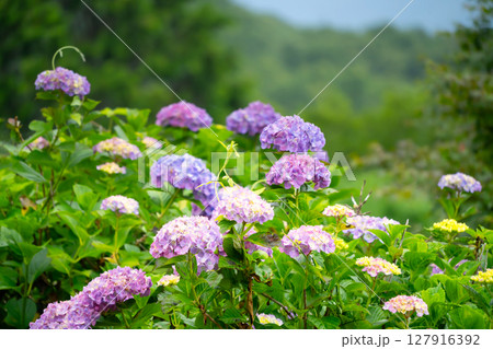 埼玉県・美の山公園のアジサイ 127916392