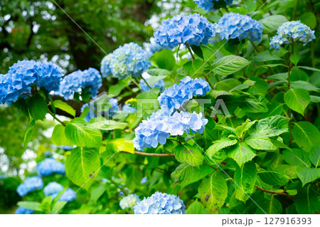 埼玉県・美の山公園のアジサイ 127916393
