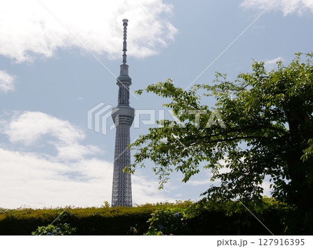 スカイツリーを見上げて スカイツリーを見上げて 127916395