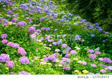 埼玉県・美の山公園のアジサイ 127916472