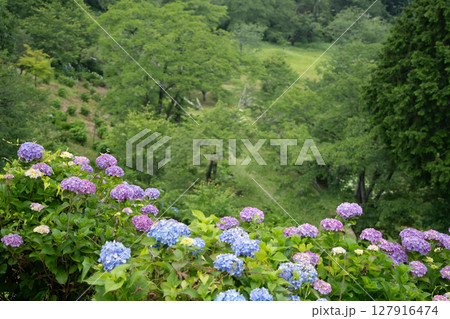 埼玉県・美の山公園のアジサイ 127916474