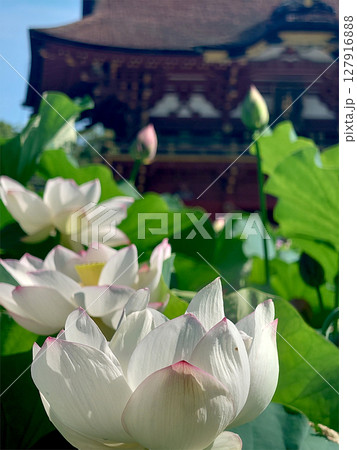 Lotus flower in Japanese shrine / 神社のはす池で咲き始めた蓮の花 127916888