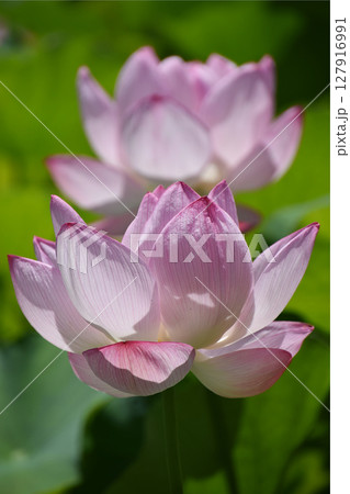 Lotus flower in Japanese shrine / 神社のはす池で咲き始めた蓮の花 127916991
