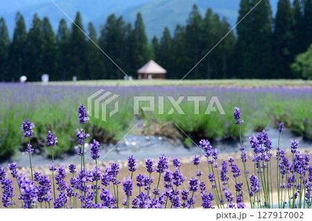 開花が始まった濃紫早咲 秋田県美郷町ラベンダー園 開花が始まった濃紫早咲 秋田県美郷町ラベンダー園 127917002
