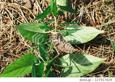 トンボのヤゴの抜け殻 トンボのヤゴの抜け殻 127917029