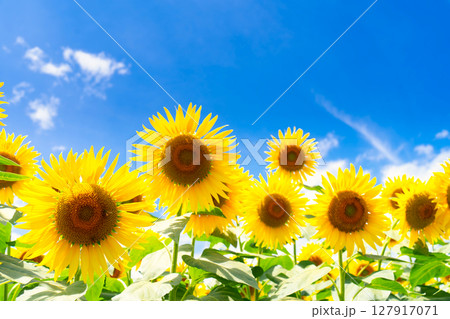 ひまわりとミツバチ ひまわりとミツバチ 127917071
