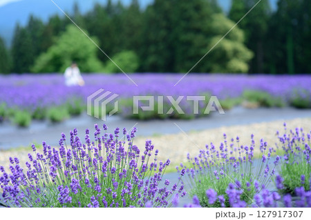 開花が始まった濃紫早咲 秋田県美郷町ラベンダー園 開花が始まった濃紫早咲 秋田県美郷町ラベンダー園 127917307