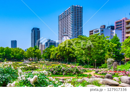 靱公園のバラ園とタワーマンシヨン 靱公園のバラ園とタワーマンシヨン 127917336