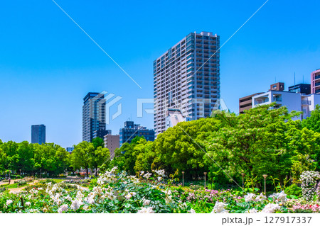 靱公園のバラ園とタワーマンシヨン 127917337