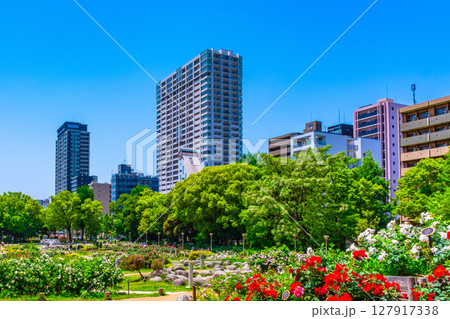 靱公園のバラ園とタワーマンシヨン 靱公園のバラ園とタワーマンシヨン 127917338
