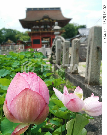 Lotus flower in Japanese shrine / 神社のはす池で咲き始めた蓮の花 Lotus flower in Japanese shrine / 神社のはす池で咲き始めた蓮の花 127917352
