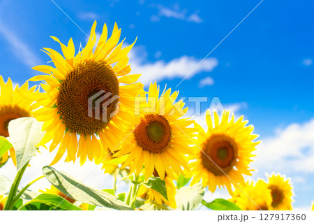 ひまわり畑 127917360