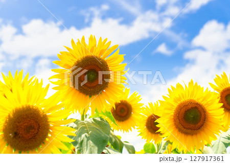 ひまわり畑 ひまわり畑 127917361