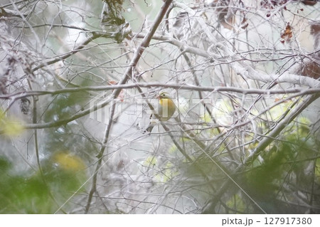枝間に現れた相思鳥の姿 枝間に現れた相思鳥の姿 127917380