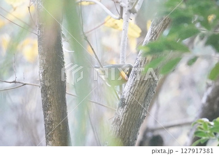 木陰に佇むソウシチョウの姿 木陰に佇むソウシチョウの姿 127917381