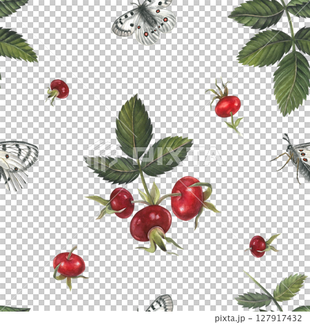 Seamless watercolor pattern of red berries rose hips and white butterfly apollo isolated on white background handdrawn Seamless watercolor pattern of red berries rose hips and white butterfly apollo isolated on white background handdrawn 127917432