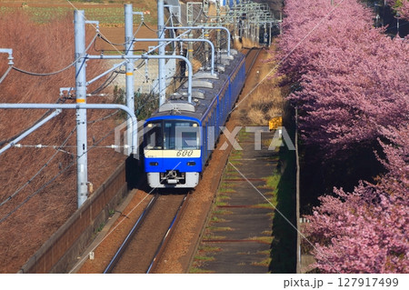 河津桜の横を行く京急600形ブルースカイトレイン 河津桜の横を行く京急600形ブルースカイトレイン 127917499