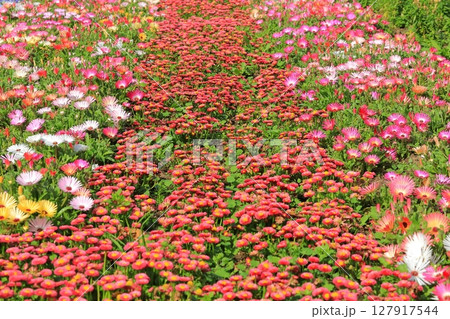 赤いデージーの花 赤いデージーの花 127917544