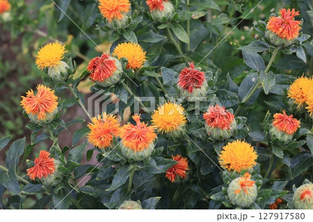 クローズアップ撮影したベニバナの花 クローズアップ撮影したベニバナの花 127917580