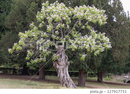 A Picturesque of Gnarled trunk of an old Catalpa bignonioides tree or the Indian bean tree, A Picturesque of Gnarled trunk of an old Catalpa bignonioides tree or the Indian bean tree, 127917731