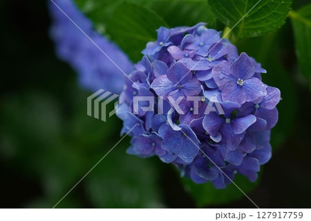 雨に濡れた紫の紫陽花 127917759