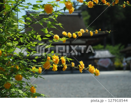 京都松尾大社の山吹 京都松尾大社の山吹 127918544