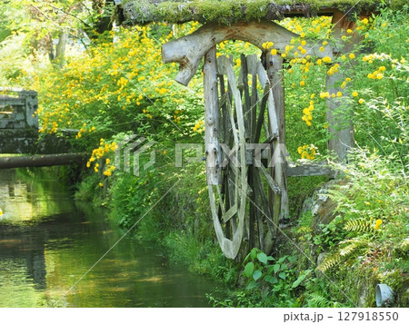 京都松尾大社の山吹 127918550