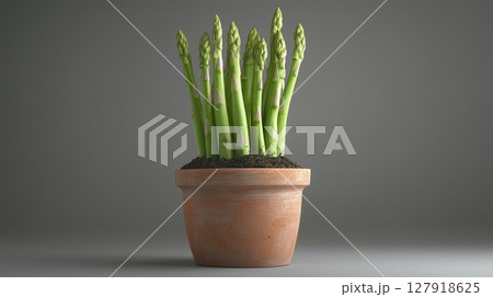Asparagus vegetable clay pot and soil miniature house plant botanical decoration 127918625