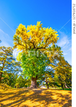 上だけ黄葉した京都御苑の大イチョウ 上だけ黄葉した京都御苑の大イチョウ 127918712