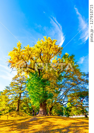 上だけ黄葉した京都御苑の大イチョウ 127918715