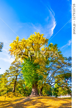 上だけ黄葉した京都御苑の大イチョウ 上だけ黄葉した京都御苑の大イチョウ 127918716